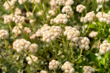 Saint Gallen, İsviçre, 13 Mayıs 2025 Antennaria Dioica veya botanik bahçesindeki kedi ayağı fabrikası