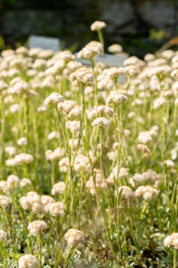 Saint Gallen, İsviçre, 13 Mayıs 2025 Antennaria Dioica veya botanik bahçesindeki kedi ayağı fabrikası