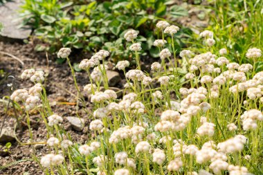 Saint Gallen, İsviçre, 13 Mayıs 2025 Antennaria Dioica veya botanik bahçesindeki kedi ayağı fabrikası