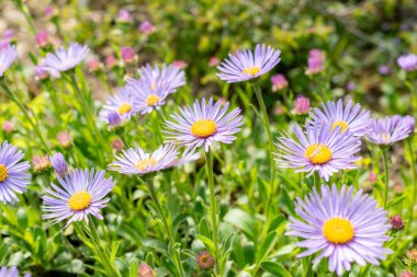 Saint Gallen, İsviçre, 13 Mayıs 2025 Aster Himalaycus bitkisi botanik bahçesinde.