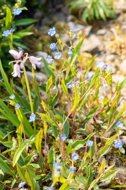 Saint Gallen, İsviçre, 13 Mayıs 2025 Omphalodes Nitida bitkisi botanik bahçesinde.