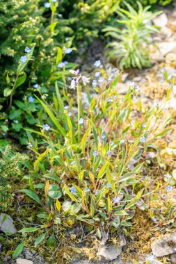 Saint Gallen, İsviçre, 13 Mayıs 2025 Omphalodes Nitida bitkisi botanik bahçesinde.