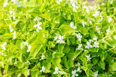 Saint Gallen, İsviçre, 13 Mayıs 2025 Botanik Bahçesindeki Viola Kunawarensis fabrikası