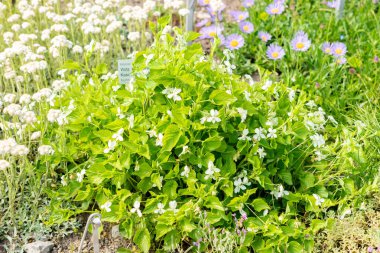 Saint Gallen, İsviçre, 13 Mayıs 2025 Botanik Bahçesindeki Viola Kunawarensis fabrikası