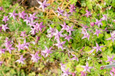 Saint Gallen, İsviçre, 13 Mayıs 2025 Semiaquilegia Ecalcarata veya botanik bahçesindeki sahte kolumba fabrikası