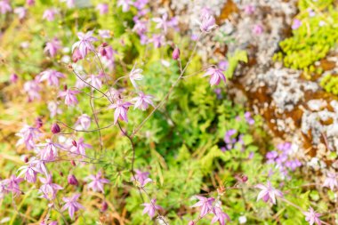 Saint Gallen, İsviçre, 13 Mayıs 2025 Semiaquilegia Ecalcarata veya botanik bahçesindeki sahte kolumba fabrikası