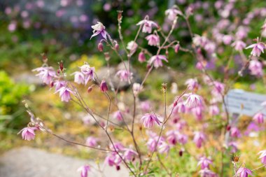 Saint Gallen, İsviçre, 13 Mayıs 2025 Semiaquilegia Ecalcarata veya botanik bahçesindeki sahte kolumba fabrikası