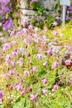 Saint Gallen, İsviçre, 13 Mayıs 2025 Semiaquilegia Ecalcarata veya botanik bahçesindeki sahte kolumba fabrikası