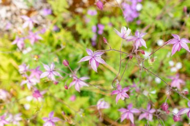 Saint Gallen, İsviçre, 13 Mayıs 2025 Semiaquilegia Ecalcarata veya botanik bahçesindeki sahte kolumba fabrikası