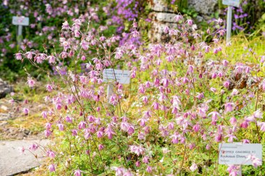 Saint Gallen, İsviçre, 13 Mayıs 2025 Semiaquilegia Ecalcarata veya botanik bahçesindeki sahte kolumba fabrikası
