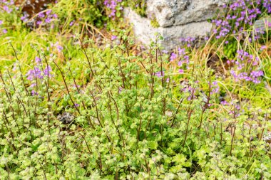 Saint Gallen, İsviçre, 13 Mayıs 2025 Botanik Bahçesindeki Symphyandra Armena fabrikası
