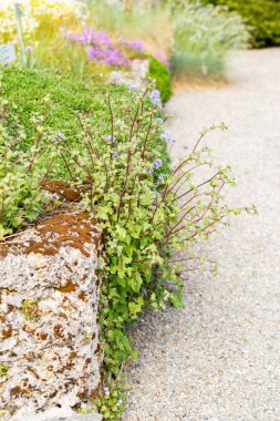 Saint Gallen, İsviçre, 13 Mayıs 2025 Botanik Bahçesindeki Symphyandra Armena fabrikası