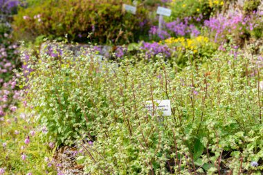 Saint Gallen, İsviçre, 13 Mayıs 2025 Botanik Bahçesindeki Symphyandra Armena fabrikası