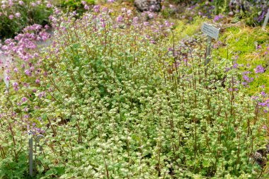 Saint Gallen, İsviçre, 13 Mayıs 2025 Botanik Bahçesindeki Symphyandra Armena fabrikası