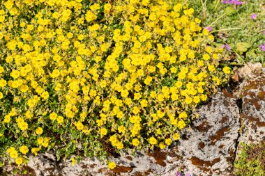 Saint Gallen, İsviçre, 13 Mayıs 2025 Helianthemum Oelandicum veya botanik bahçesindeki ağarmış kaya gülleri.