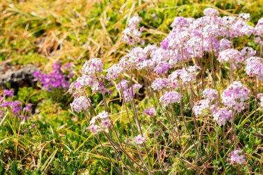 Saint Gallen, İsviçre, 13 Mayıs 2025 Androsace Primuloides Chumbyi Botanik Bahçesi
