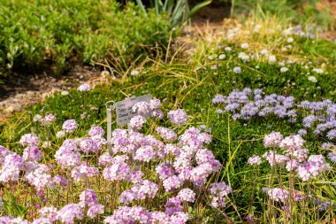 Saint Gallen, İsviçre, 13 Mayıs 2025 Androsace Primuloides Chumbyi Botanik Bahçesi