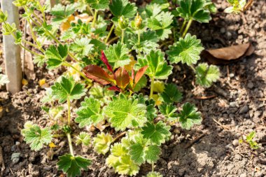 Saint Gallen, İsviçre, 13 Mayıs 2025 Botanik Bahçesindeki Potentilla Megalantha bitkisi