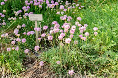 Saint Gallen, İsviçre, 13 Mayıs 2025 Armeria Alpina bitkisi botanik bahçesinde