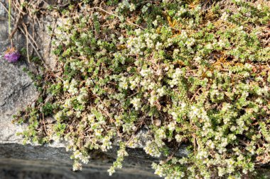 Saint Gallen, İsviçre, 13 Mayıs 2025 Paronychia Kepala bitkisi botanik bahçesinde.