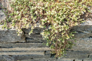 Saint Gallen, İsviçre, 13 Mayıs 2025 Paronychia Kepala bitkisi botanik bahçesinde.