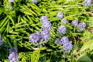 Saint Gallen, İsviçre, 13 Mayıs 2025 Scilla Litardieri veya botanik bahçesindeki Dalmaçyalı scilla bitkisi