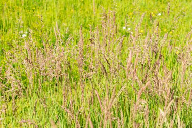 Saint Gallen, İsviçre, 13 Mayıs 2025 Cynosurus Echinatus veya botanik bahçesindeki kıllı köpek kuyruğu bitkisi