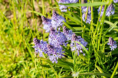 Saint Gallen, İsviçre, 13 Mayıs 2025 Scilla Litardieri veya botanik bahçesindeki Dalmaçyalı scilla bitkisi
