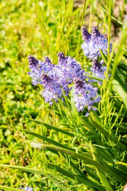 Saint Gallen, İsviçre, 13 Mayıs 2025 Scilla Litardieri veya botanik bahçesindeki Dalmaçyalı scilla bitkisi