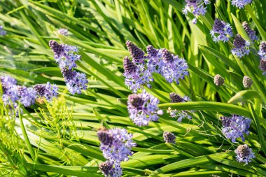 Saint Gallen, İsviçre, 13 Mayıs 2025 Scilla Litardieri veya botanik bahçesindeki Dalmaçyalı scilla bitkisi