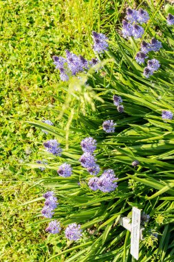 Saint Gallen, İsviçre, 13 Mayıs 2025 Scilla Litardieri veya botanik bahçesindeki Dalmaçyalı scilla bitkisi