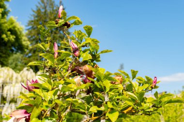 Saint Gallen, İsviçre, 13 Mayıs 2025 Liliiflora Nigra veya botanik bahçesindeki mor manolya bitkisi