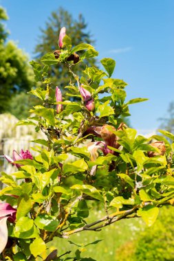 Saint Gallen, İsviçre, 13 Mayıs 2025 Liliiflora Nigra veya botanik bahçesindeki mor manolya bitkisi