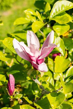 Saint Gallen, İsviçre, 13 Mayıs 2025 Liliiflora Nigra veya botanik bahçesindeki mor manolya bitkisi