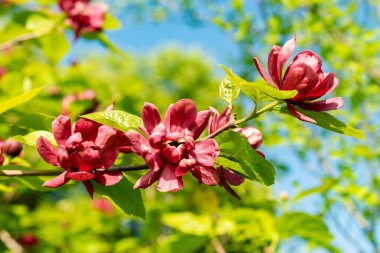 Saint Gallen, İsviçre, 13 Mayıs 2025 Sinocalycanthus Chinensis veya botanik bahçesindeki Çin tatlı çalı bitkisi