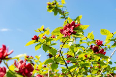 Saint Gallen, İsviçre, 13 Mayıs 2025 Sinocalycanthus Chinensis veya botanik bahçesindeki Çin tatlı çalı bitkisi