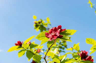 Saint Gallen, İsviçre, 13 Mayıs 2025 Sinocalycanthus Chinensis veya botanik bahçesindeki Çin tatlı çalı bitkisi