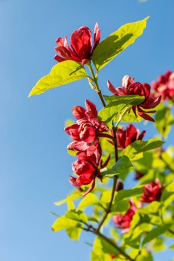 Saint Gallen, İsviçre, 13 Mayıs 2025 Sinocalycanthus Chinensis veya botanik bahçesindeki Çin tatlı çalı bitkisi