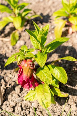 Saint Gallen, İsviçre, 13 Mayıs 2025 Phytolacca Americana veya botanik bahçesindeki pokeweed bitkisi