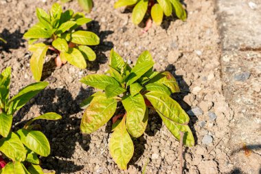 Saint Gallen, İsviçre, 13 Mayıs 2025 Phytolacca Americana veya botanik bahçesindeki pokeweed bitkisi