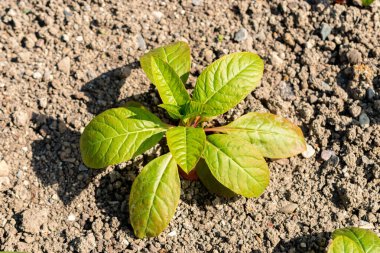 Saint Gallen, İsviçre, 13 Mayıs 2025 Phytolacca Americana veya botanik bahçesindeki pokeweed bitkisi