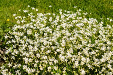Saint Gallen, İsviçre, 13 Mayıs 2025 Stellaria Holostea veya botanik bahçesindeki daha büyük yıldız otu bitkisi