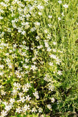 Saint Gallen, İsviçre, 13 Mayıs 2025 Stellaria Holostea veya botanik bahçesindeki daha büyük yıldız otu bitkisi