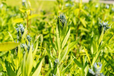 Saint Gallen, İsviçre, 13 Mayıs 2025 Amsonia Tabernaemontana veya botanik bahçesindeki doğu mavi yıldız bitkisi