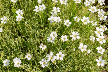 Saint Gallen, İsviçre, 13 Mayıs 2025. Cerastium Tomentosum veya yaz bitkisi botanik bahçesinde kar