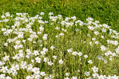 Saint Gallen, İsviçre, 13 Mayıs 2025. Cerastium Tomentosum veya yaz bitkisi botanik bahçesinde kar