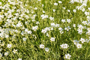 Saint Gallen, İsviçre, 13 Mayıs 2025. Cerastium Tomentosum veya yaz bitkisi botanik bahçesinde kar
