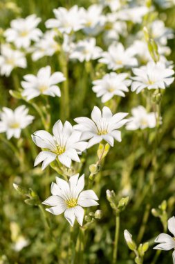 Saint Gallen, İsviçre, 13 Mayıs 2025. Cerastium Tomentosum veya yaz bitkisi botanik bahçesinde kar