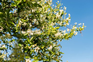 Saint Gallen, İsviçre, 13 Mayıs 2025 Exochorda Giraldii var Wilsonii ya da botanik bahçesindeki inci bitkisi