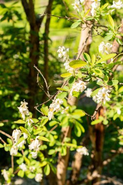 Saint Gallen, İsviçre, 13 Mayıs 2025 Exochorda Giraldii var Wilsonii ya da botanik bahçesindeki inci bitkisi